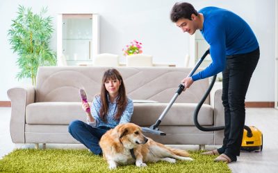 Dyson Ball Animal 2: The Best Way to Tame Your Home