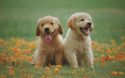 Best Vacuum Cleaner for Pet Hair | All You Need to Know