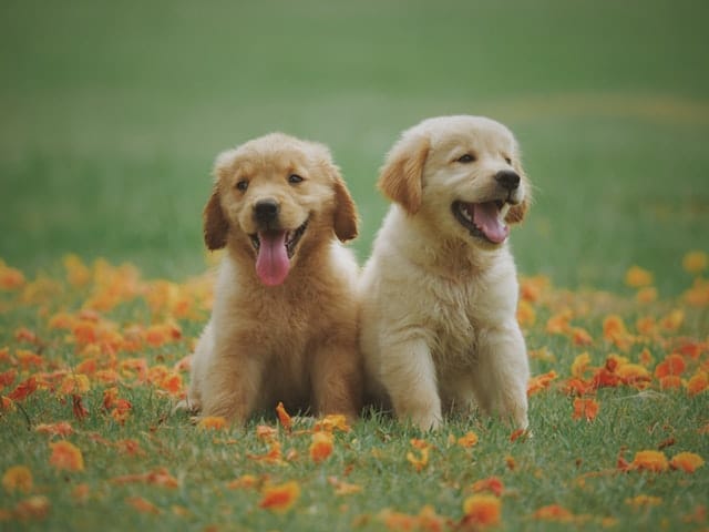 Best Vacuum Cleaner for Pet Hair | All You Need to Know