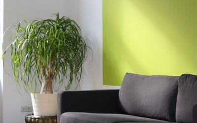 Electrolux UltraSilencer Green Canister Vacuum Cleaner Review